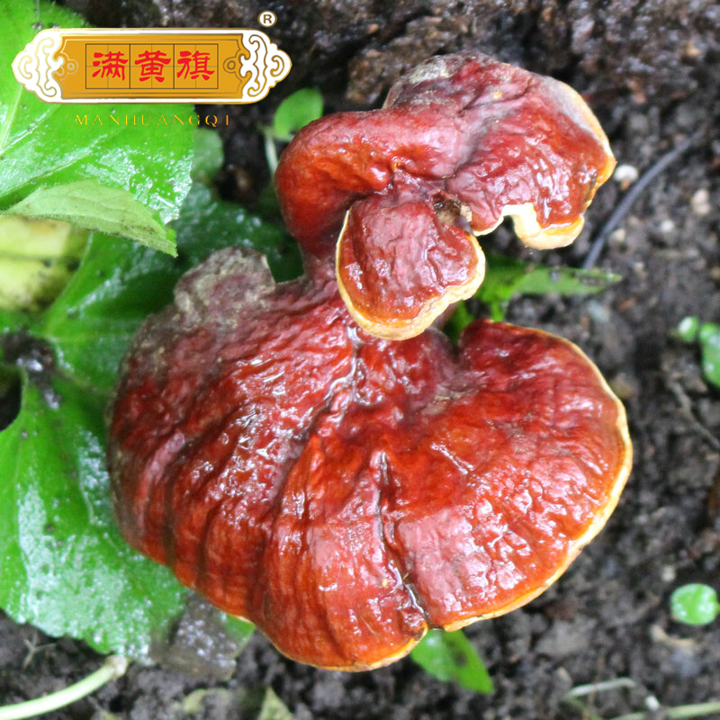 野生赤灵芝