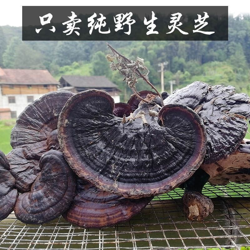 野生黑灵芝