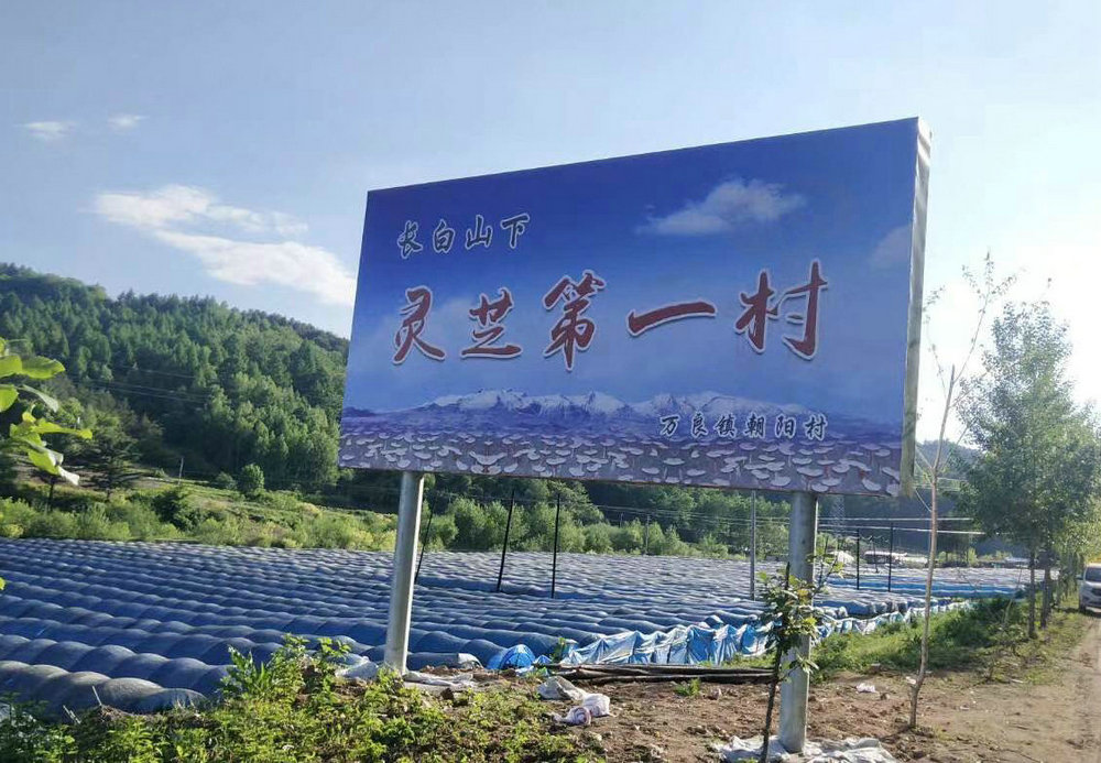 灵芝第一村